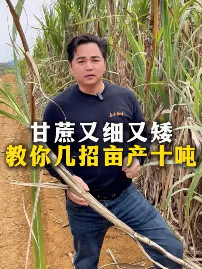 甘蔗又细又矮，教你几招亩产10吨#种植小技巧 #甘蔗种植 #农业种植 #增产增收小配方 #甘蔗