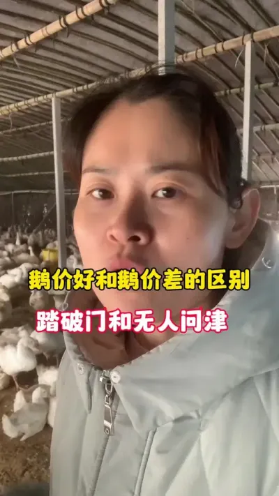鹅价好和鹅价差的区别，一个踏破门一个无人问津。#养鹅人 #科学养鹅 #养鹅技术分享 #养殖人加油 #三农