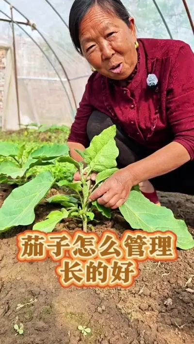 茄子怎么管理 茄子怎么管理打叉#茄子种植 #茄子管理 #生菜杨姐 #三农 #三农流量扶持计划 @DOU+小助手