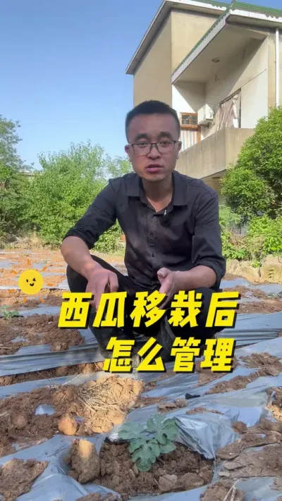 西瓜移栽后怎么管理？才能生长旺盛，结出大西瓜？#在家种菜 #种植小技巧 #关注我一起学种菜 #一分耕耘一分收获 #西瓜🍉