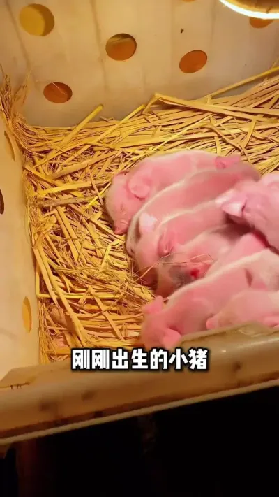养猪新手还不懂的，赶紧学起来吧#养猪人 #养殖