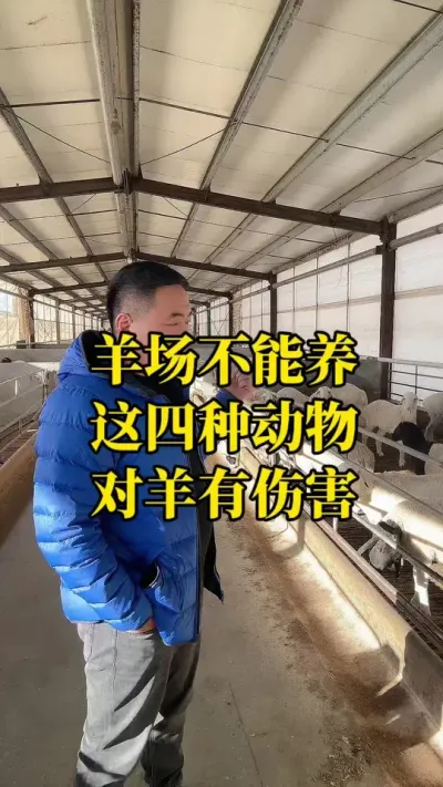 羊场里面不能养这四种动物#每天分享牛羊养殖小知识 #养殖场专用 #农村养羊