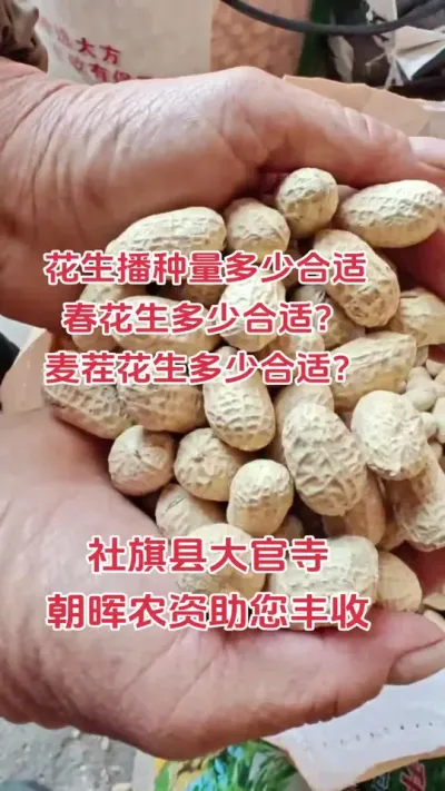 花生播种量多少合适？合理密植才能获得高产#朝晖农资 #花生 #花生种植 #抖音助农 #农业种植技术