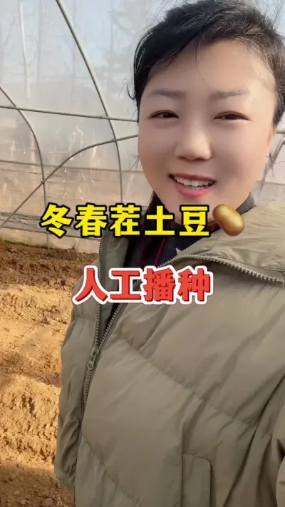 冬春茬土豆人工开始播种#土豆高产种植 #土豆 @抖音小助手