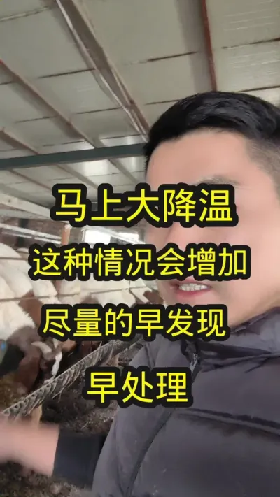马上大降温，一定注意预防羊群感冒#养羊知识 #农村养羊 #养羊技术分享 #养羊创业 #养羊技术
