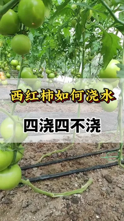 西红柿如何浇水，四浇四不浇#番茄种植方法及管理技术 #分享农业知识帮农民增产增收 #西红柿种植技术 #西红柿的种植技术 #西红柿浇水四浇四不浇