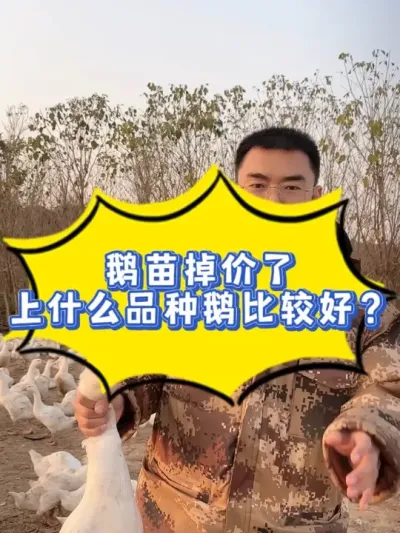 最近鹅苗掉价了，很多老板打算上鹅，上什么品种的鹅比较好？我来给您详细讲讲鹅的品种吧！#养鹅技术分享 #养鹅人 #养鹅 #科学养鹅 #养鹅技术找晓雨
