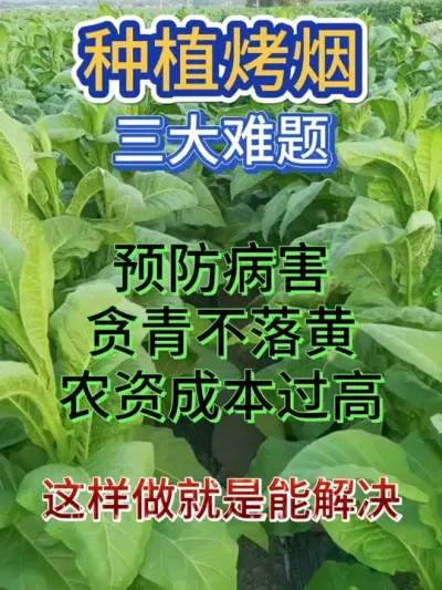 这个配方就是能解决烤烟预防病害，贪青不落黄，降低农资成本 #烤烟种植 #烤烟种植技术与管理 #烟草种植 #农业种植