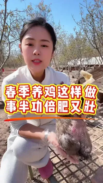 春季养鸡这样做事半功倍肥又壮#养鸡#科学养鸡#散养土鸡#养鸡妙招#科学养鸡