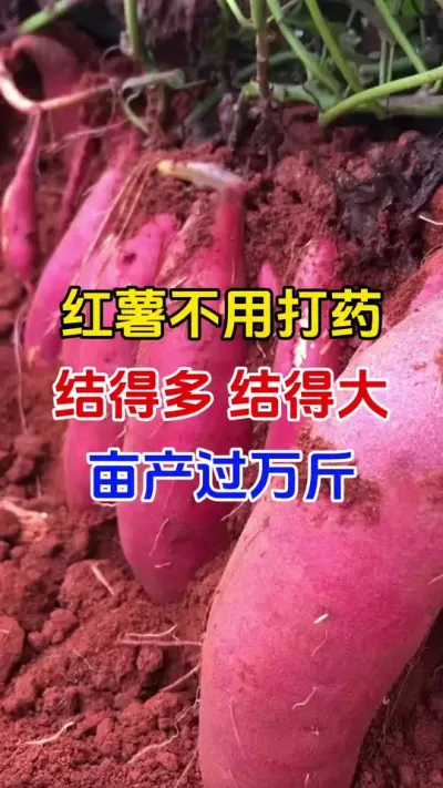 红薯不用打药，结得多结得大，亩产过万斤#红薯种植#红薯蘸根 #红薯移栽 #红薯高产#分享农业知识帮农民增产增收