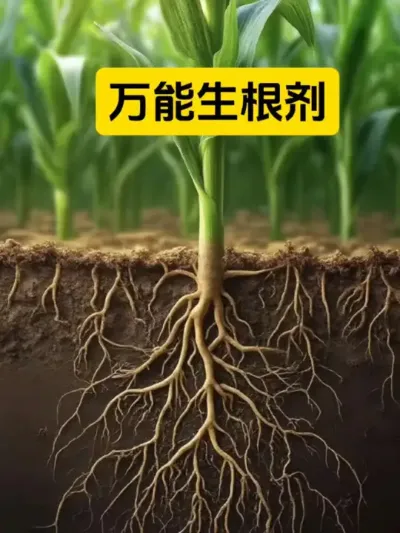 生根小技巧#服务三农支持三农 #农业种植 #三农种植