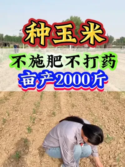 不施肥不打药，亩产2000斤 #玉米   #玉米种植   #玉米管理   #玉米高产 #种玉米