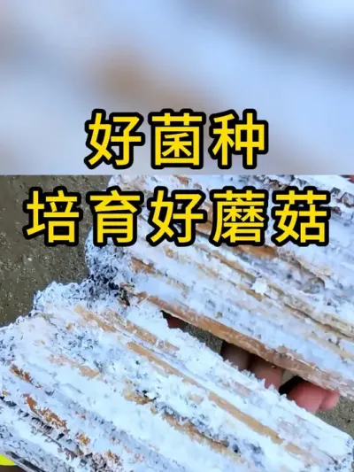 平菇枝条菌种，菌丝浓白健壮，全国发货#平菇菌种 #食用菌栽培种 #栽培种 #平菇种植