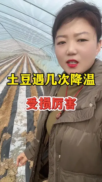 土豆遇到几次降温后受损厉害#土豆🥔 #土豆种植 @抖音小助手