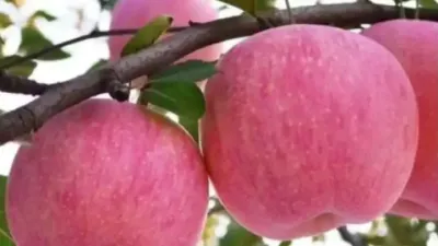 果树的超高产管理技术#分享农业技术助力农民增产增收 #分享农业技术传播正能量 #郭佩午 #来抖音学农技 #分享农业技术和知识