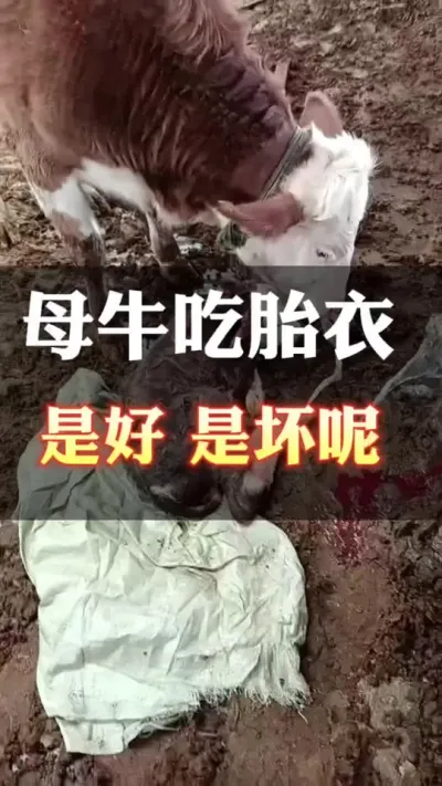母牛吃胎衣，是好是坏#养殖户 #肉牛养殖 #全国养牛人 #西门塔尔母牛 #自繁自养
