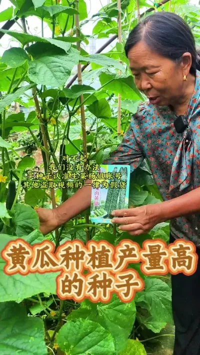 黄瓜种植高产高的种子 买种子认准生菜杨姐账号#黄瓜种植 #蔬菜种子 #生菜杨姐 #三农 @DOU+小助手 @DOU+上热门