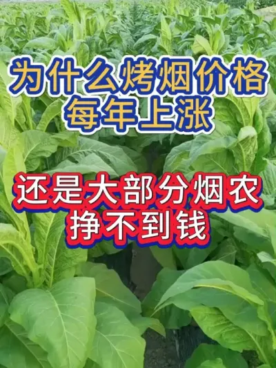 为什么烤烟价格每年都涨，你还是不挣钱 #烤烟种植技术与管理 #烤烟种植 #烟草种植 #烤烟 #农业种植