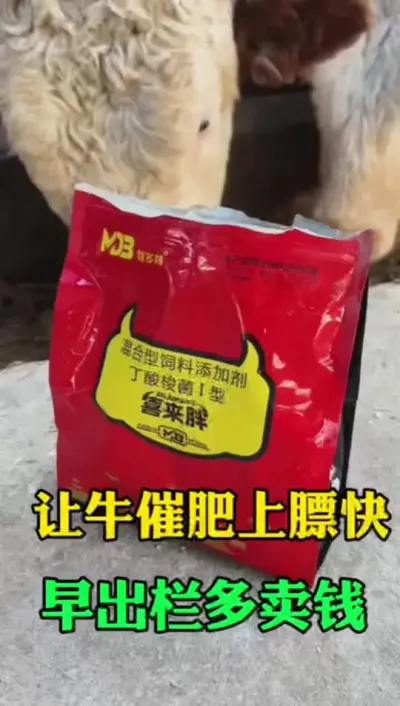 育肥牛后期增重快，爱上膘#肉牛养殖 #全国养牛人 #科学喂养 #养殖户