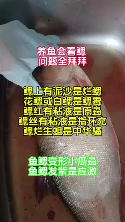 养鱼要学会看鱼鳃#养鱼经验分享 #新手养鱼 #高密度养殖 #鱼苗 @抖加🔥上热门🔥dou+🔥热点宝