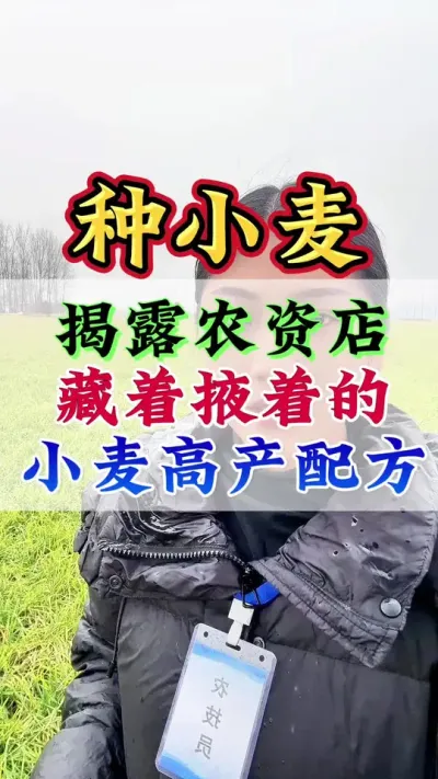 揭露农资店藏着掖着的小麦高产配方#小麦增产 #小麦高产技术 #小麦种植 #小麦 #小麦管理