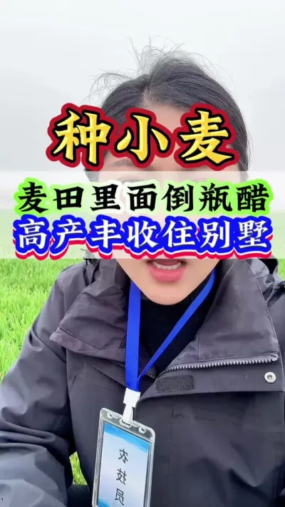 麦田里面倒瓶醋，高产丰收住别墅#小麦 #小麦种植 #小麦高产技术 #高产小麦 #小麦管理
