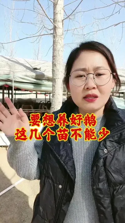 要想养好鹅，这几个苗不能少#养鹅 #鹅 #养鹅人 #养鹅技术分享 #养鹅人加油