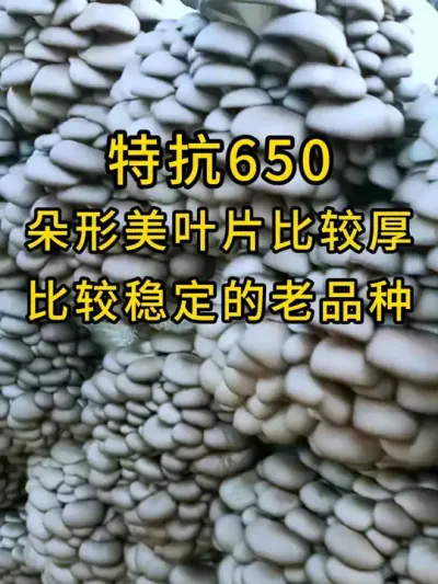 平菇菌种品种选择，特抗650比较稳定的老品种，反馈很不错#平菇菌种 #食用菌栽培种 #平菇种植 #栽培种