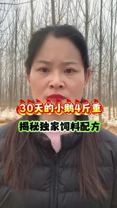 30天的小鹅4斤重？揭秘我的独家饲料配方。#狮头鹅 #每天分享养殖技术和经验 #养鹅人 #养鹅技术分享 #鹅苗