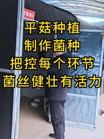 平菇种植，制作菌种每个环节都有注意事项，好菌种用心做，需要平菇三级种的联系我#平菇种植 #食用菌栽培种 #栽培种 #平菇菌种