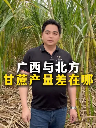 广西与北方的甘蔗产量差在哪#种植小技巧 #甘蔗种植 #农业种植 #增产增收小配方 #甘蔗