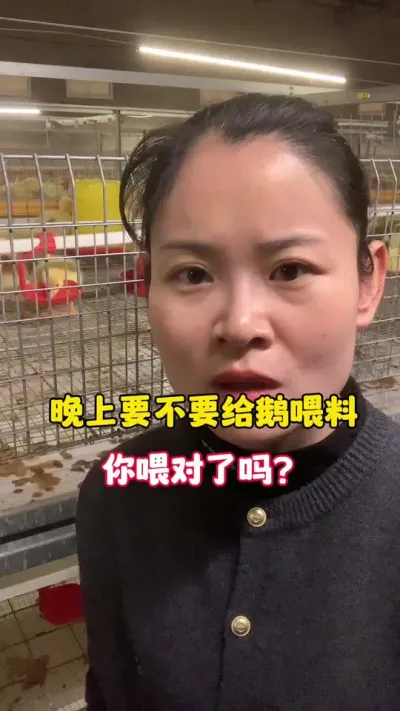 晚上要不要给小鹅喂料？你喂对了吗？#养鹅技术分享 #养鹅人 #狮头鹅 #鹅苗 #三农