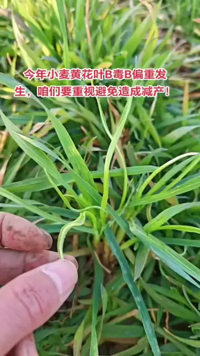 #抖音助农 #助农 #小麦 #农业种植技术 #种地不容易