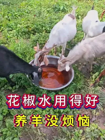 花椒水用得好养羊没烦恼 #养羊 #科学养羊 #新手养羊 #牛羊养殖