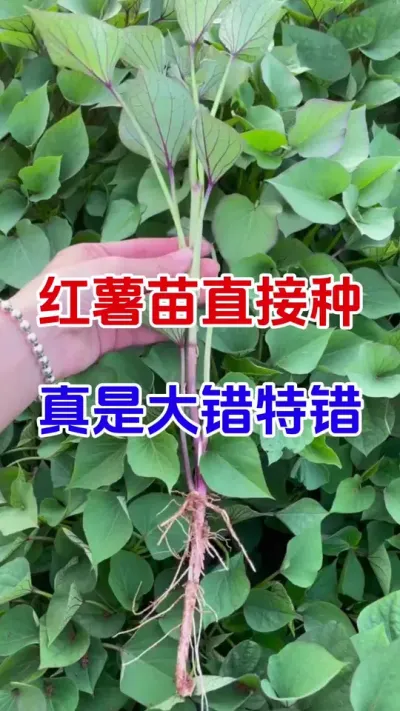 红薯苗直接种真是大错特错#红薯种植#红薯移栽#蘸根 #红薯高产#分享农业知识帮农民增产增收