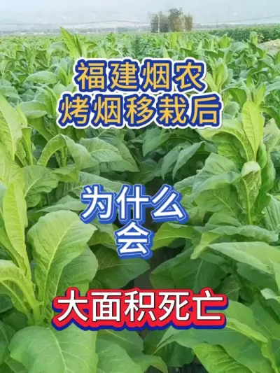 福建烟农移栽后，为什么出现了大面积死亡 #烤烟 #农业种植 #烤烟种植技术与管理 #烤烟种植 #三农