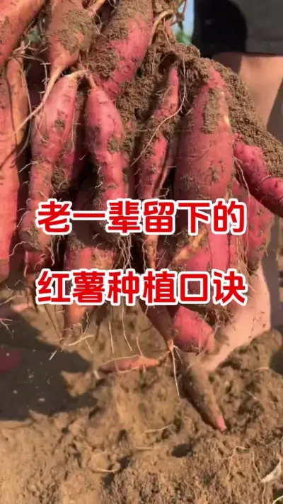 老一辈留下的红薯种植口诀#红薯种植#种红薯#红薯管理#红薯高产#红薯大丰收