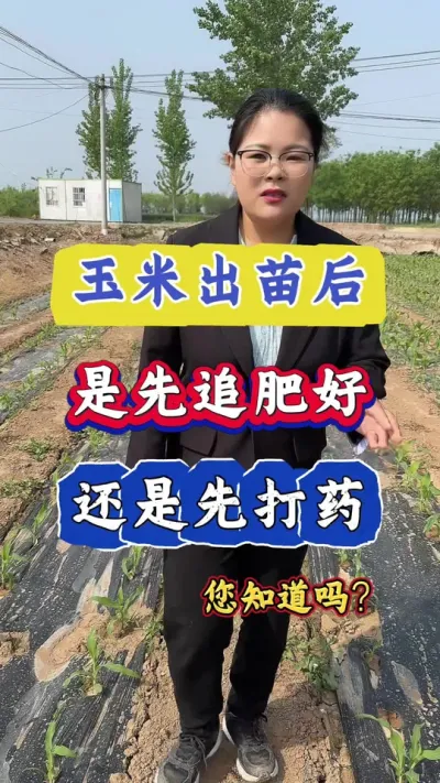 玉米出苗后，先追肥还是先打药？哪个更好，你知道吗？#玉米 #农业种植 #玉米高产管理 #三农 #玉米高产