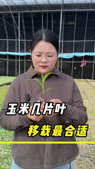 玉米几片叶，移栽最合适#玉米#玉米种植 #三农 #玉米移栽 #农业