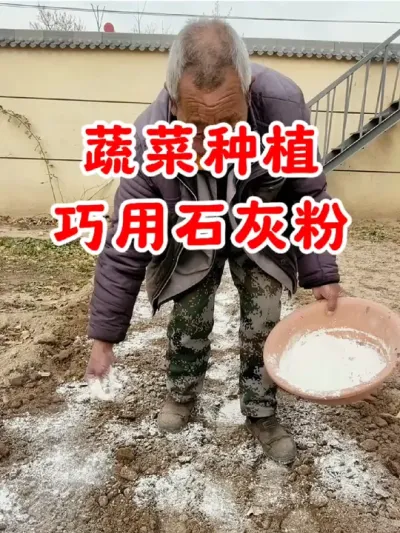 #种植小技巧 种菜之前把种过菜的土壤给它整理干净，然后撒上点生石灰，生石灰是纯天然的，还能补充土里钙元素，翻拌均匀晒晒太阳就可以了，后面种的菜就绿油油的，没有虫害病害，管理起来非常省心#生石灰 #在家