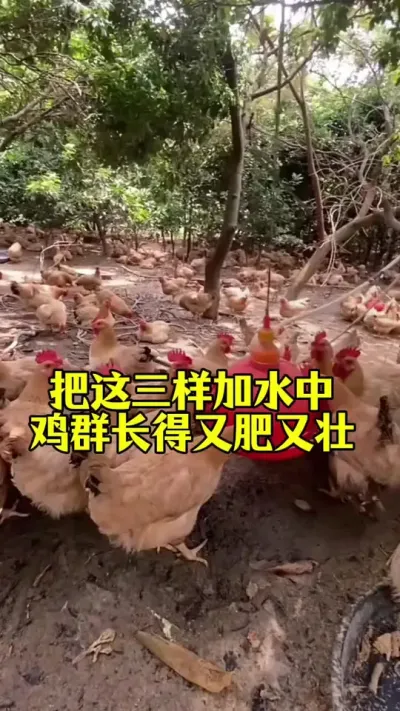 把这三样加水中鸡群长得又肥又壮#散养土鸡 #养鸡妙招#散养土鸡#科学养鸡