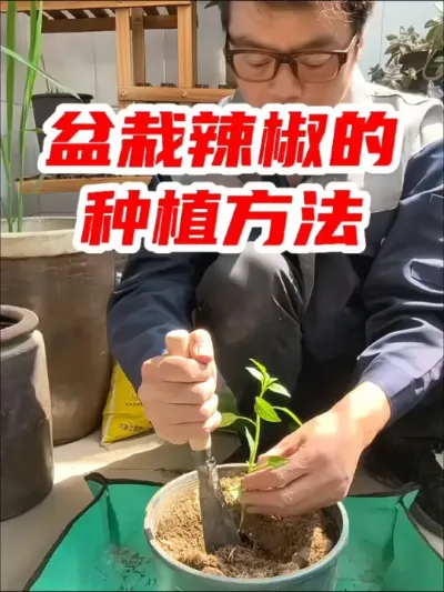 盆栽辣椒的种植方法#辣椒种植 #在家种菜 #辣椒 #种植小技巧 #蔬菜专用肥