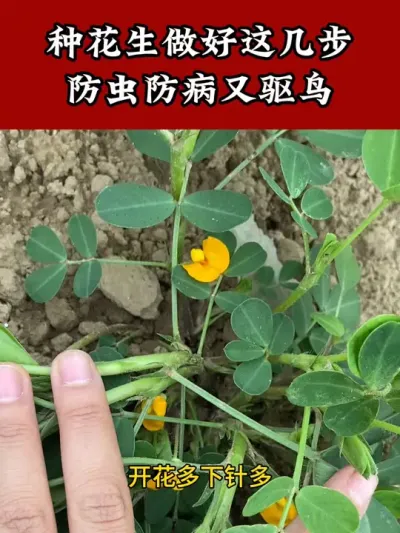 #花生种植管理技术 #花生高产 #花生种植 #花生拌种 #拌种剂