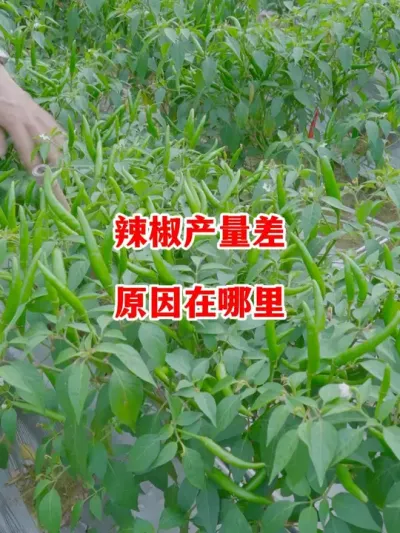 小米辣产量差距大问题出在哪里#辣椒种植 #辣椒 #小米辣 #线椒 #来抖音学农技