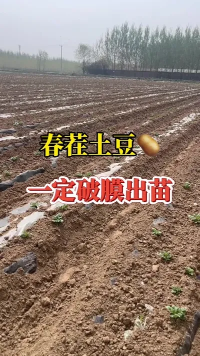土豆扣膜操作不能少#土豆高产种植 #种植技术分享 #马铃薯种植 #增产增收才是硬道理