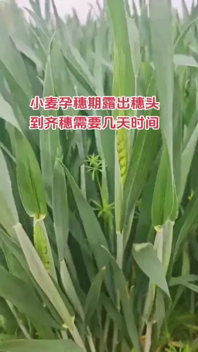 #抖音助农#新农人#小麦#种植#朝晖农资