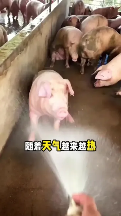 夏季猪场消毒，你记住了吗#养猪人 #三农#仔猪 #母猪#猪