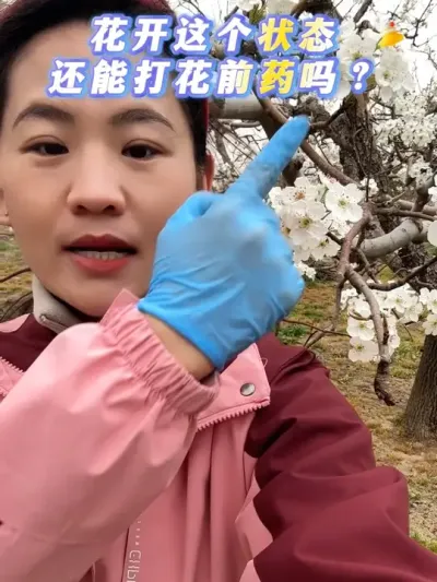 今天园子里的风有点大#梨树 #来抖音学农技 #果树管理 #三月梨花 #梨花