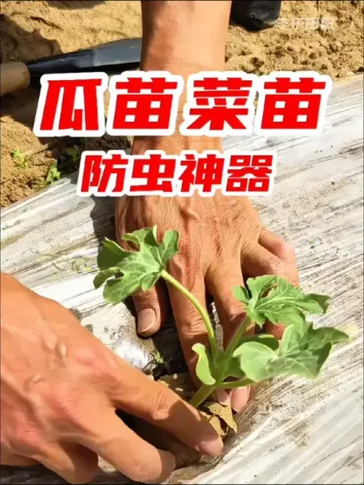 瓜苗 菜苗防虫神器#防虫小妙招 #种植小技巧 #虫害防治 #农业种植 #种菜 @梦幻庄园 #种地偷菜整蛊时刻