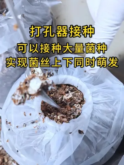 平菇种植，打孔器接种，可以菌丝上下同时萌发，发菌速度快。#平菇种植 #打孔器 #菌种打孔器